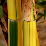 Phyllostachys vivax Huangwenzhu inversa 2.jpg